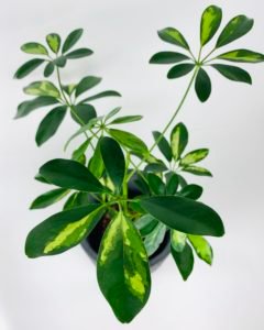 how to convert plants to semihydroponics