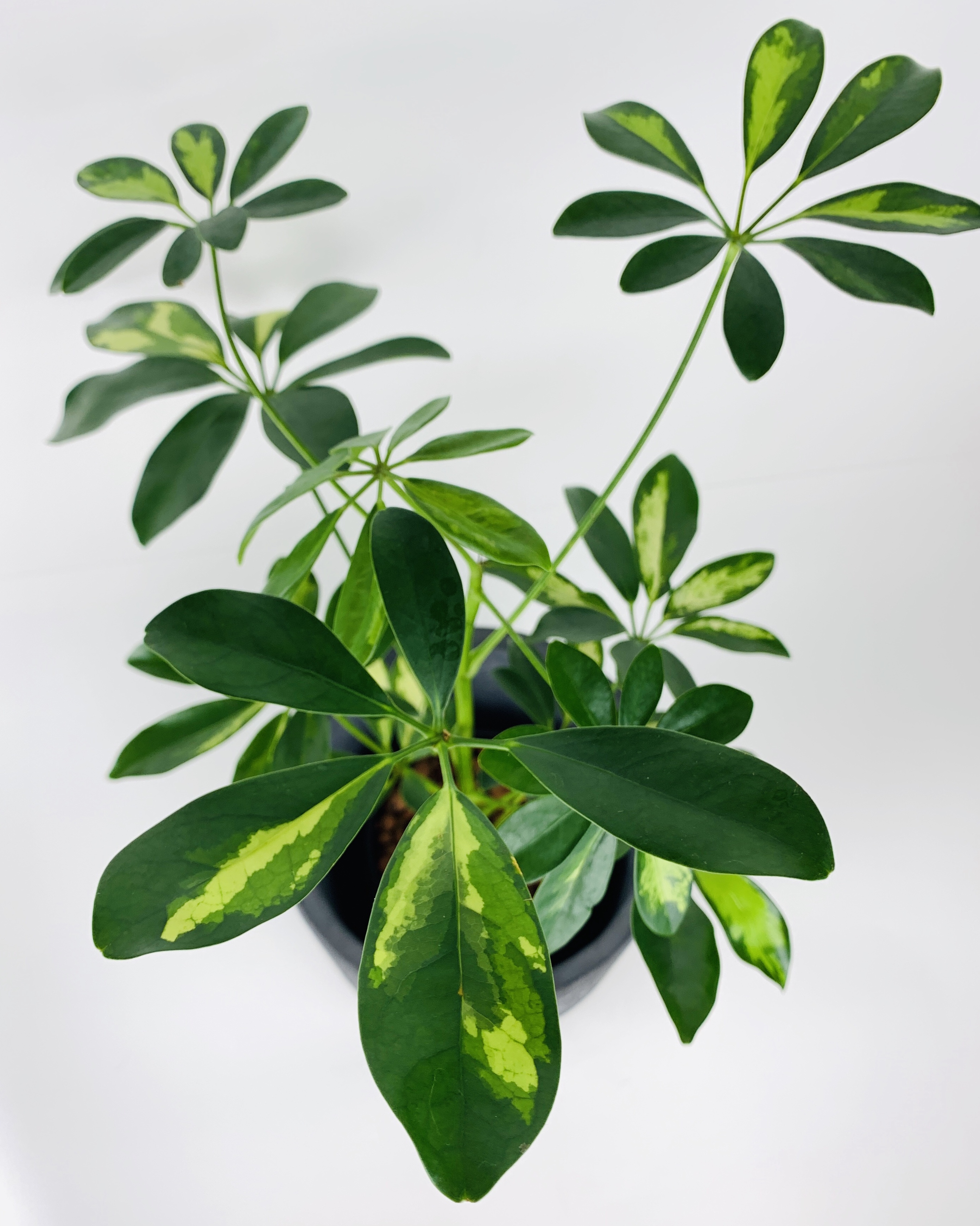 How to Switch Houseplants from Lechuza Pon to Soil